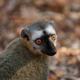 A red-fronted brown lemur is seen at the Kirindy forest reserve near the city of Morondava, Madagascar,